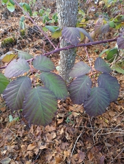 Rubus