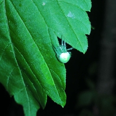 Araneus uniformis