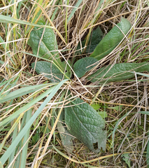 Symphytum officinale