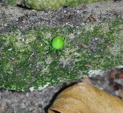 Araneus uniformis