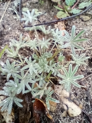 Lupinus bicolor