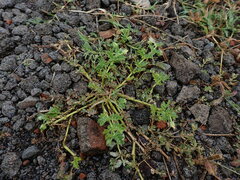 Kallstroemia pubescens