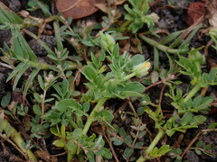 Kallstroemia pubescens