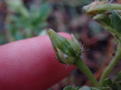 Kallstroemia pubescens