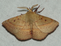 Anthela acuta