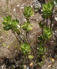 Gomphocarpus cancellatus