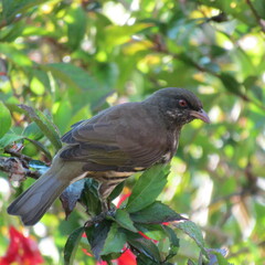 Dulus dominicus