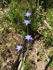 Thelymitra bracteata