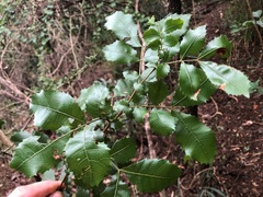 Alectryon subdentatus