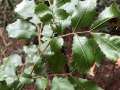 Alectryon subdentatus