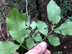 Alectryon subdentatus