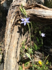 Thelymitra bracteata