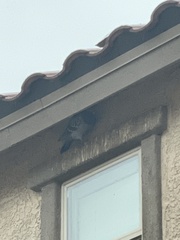 Columba livia domestica