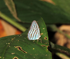 Cepheuptychia cephus