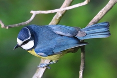 Cyanistes teneriffae