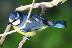 Cyanistes teneriffae