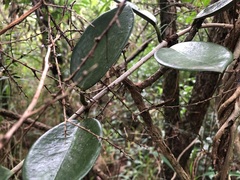 Hoya australis