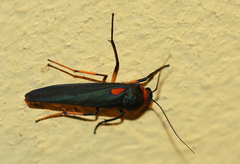 Monosyntaxis trimaculata