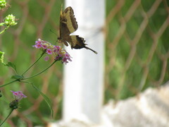 Heraclides andraemon