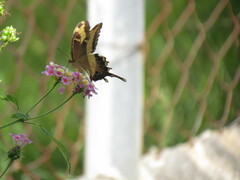 Heraclides andraemon