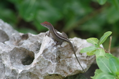 Anolis sagrei sagrei
