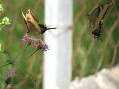 Heraclides andraemon