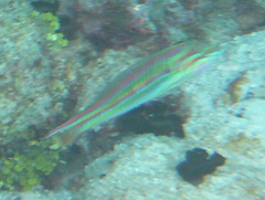 Thalassoma quinquevittatum