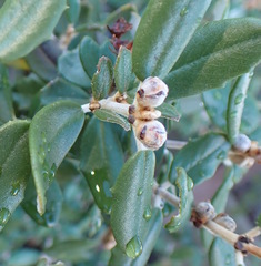 Ceanothus crassifolius