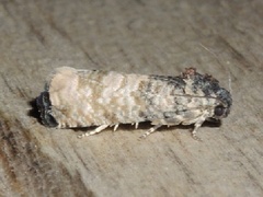 Epiblema obfuscana