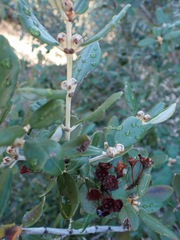 Ceanothus crassifolius