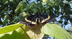 Papilio scamander