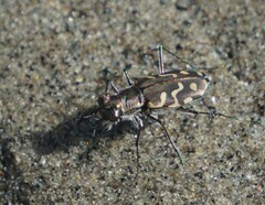 Cicindela carthagena