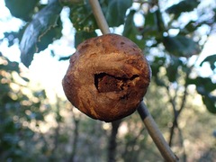 Amphibolips quercuspomiformis