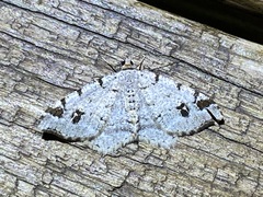 Macaria pinistrobata