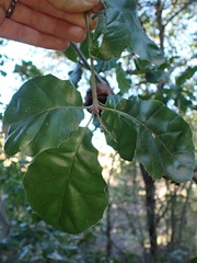 Amphibolips quercuspomiformis