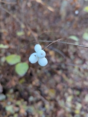 Symphoricarpos