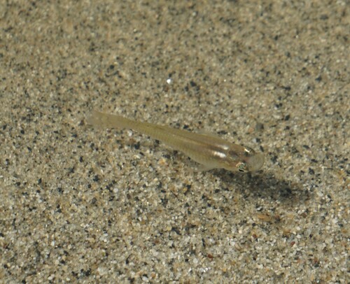 Mosquito fish (Gambusia nicaraguensis) — Poeciliidae