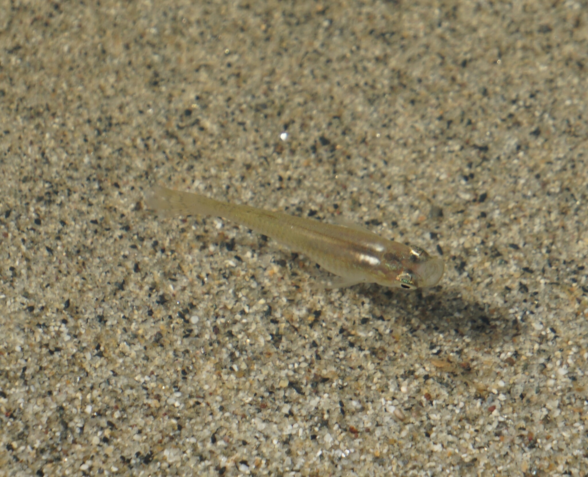 Nicaraguan Mosquitofish