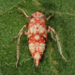Athysanini