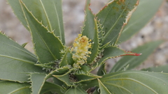 Stillingia spinulosa