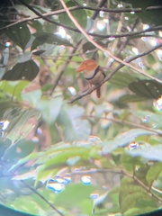 Bucco capensis