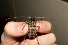 Polyrhaphis angustata