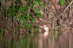 Paleosuchus trigonatus