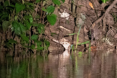 Paleosuchus trigonatus