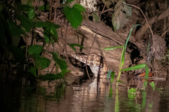 Paleosuchus trigonatus