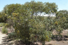 Eucalyptus diversifolia