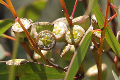 Eucalyptus diversifolia