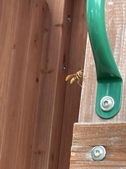 Polistes major major