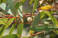 Eucalyptus diversifolia