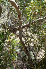 Eucalyptus diversifolia